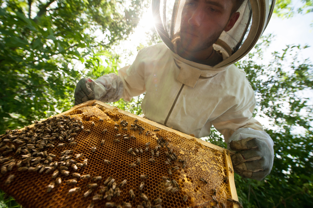 beekeeping