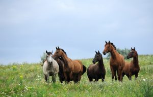 wild horses