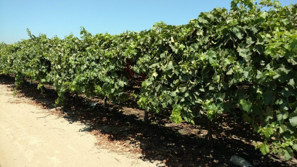 botrytis presence