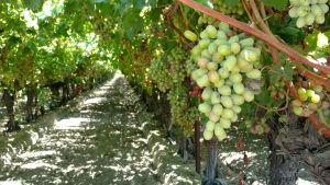 Table Grape Growers