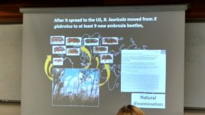 Laurel Wilt Seminar Slide