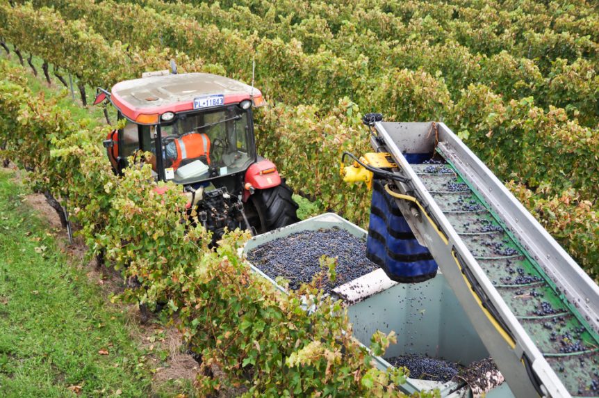 grape farming