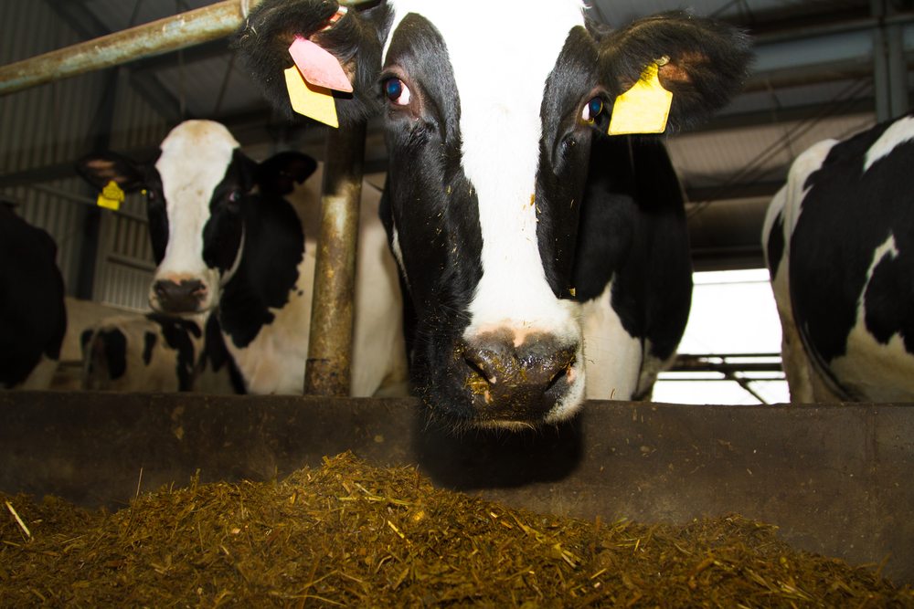 dairy producers