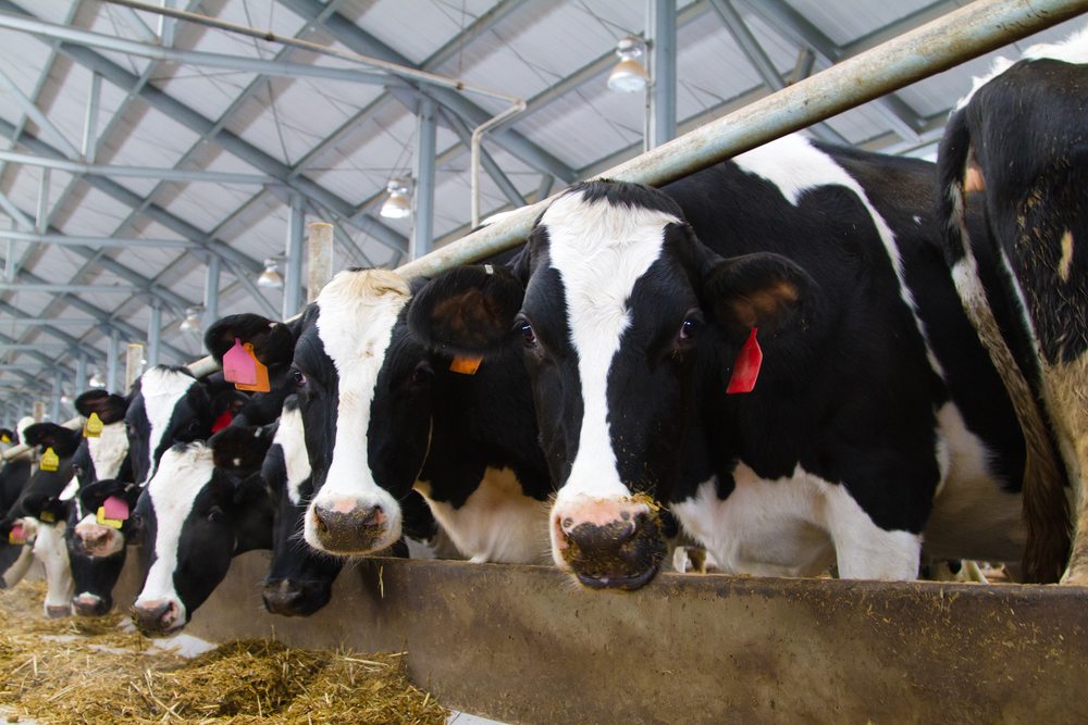 livestock
