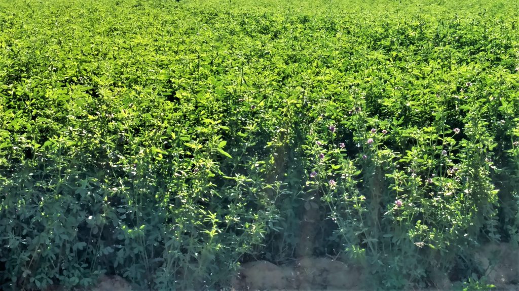 forage field day