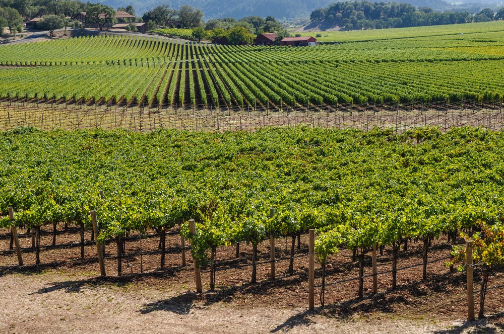 Developing Vineyard Management Technologies to Improve Efficiency