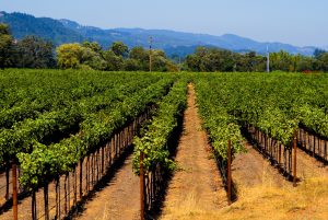 vineyard management technologies