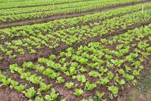 food safety audits - LGMA 