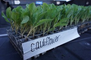 Seed company donates cauliflower