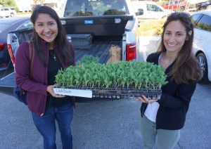 Seed company donates transplants