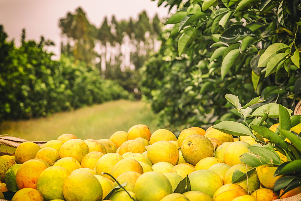 citrus