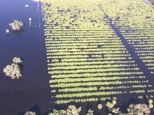hurricane crop losses