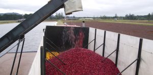 cranberries