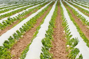 Farm to Family Program