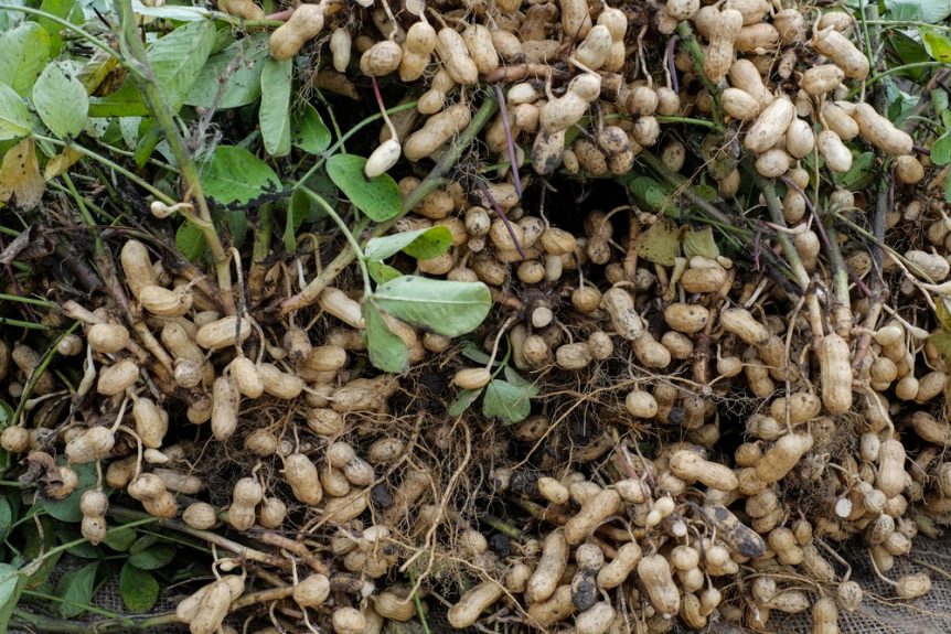 bumper crop