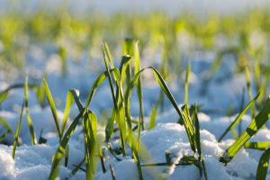 winter wheat