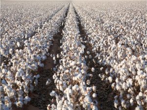 California Cotton Acreage