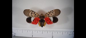 spotted lanternfly