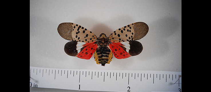 spotted lanternfly