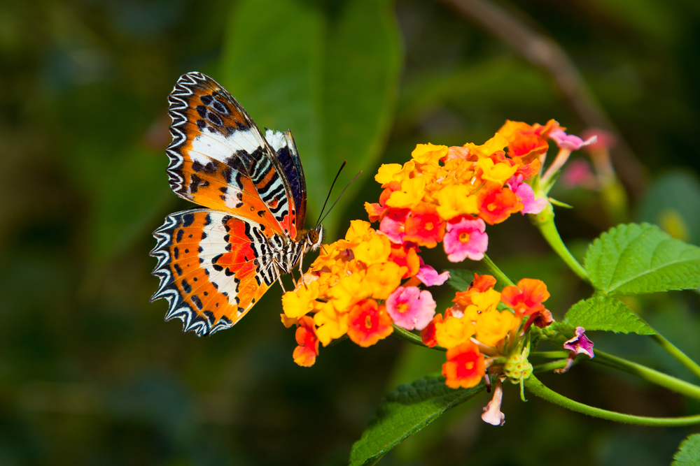 tips butterfly garden