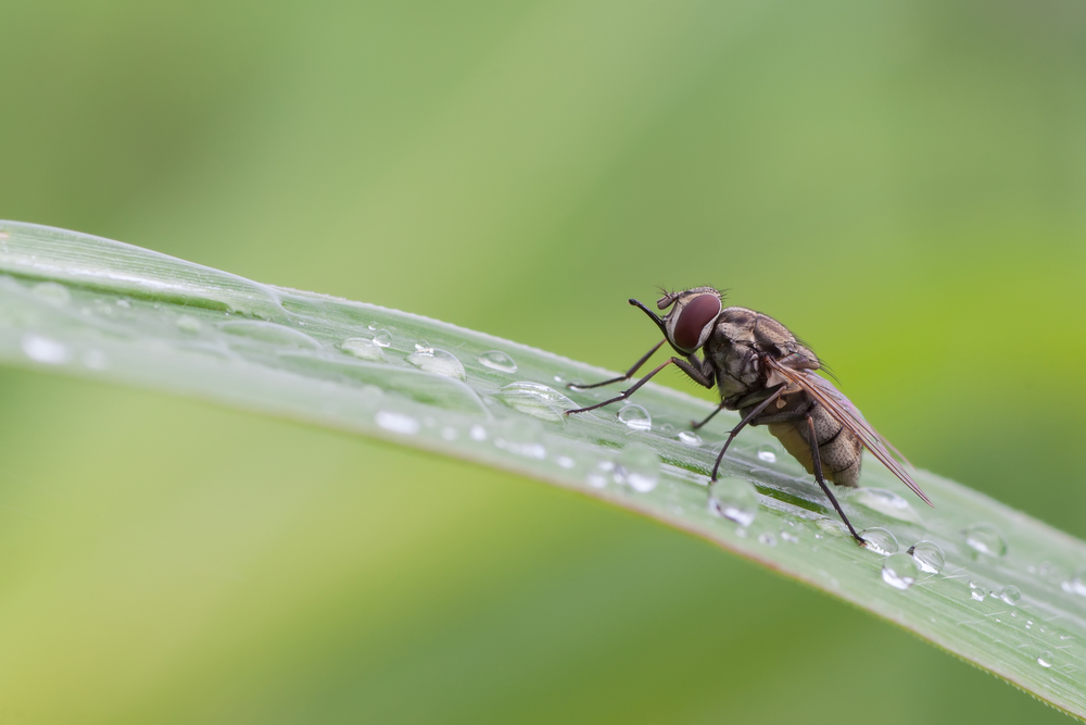 stable fly trap