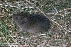 Vole Management Tool