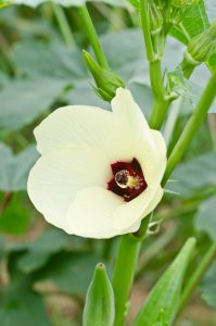 okra