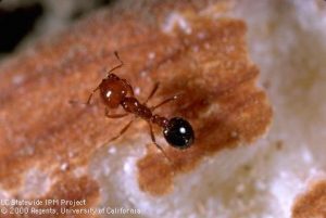Assessing Ant Management