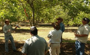 Walnut Pruning Trial