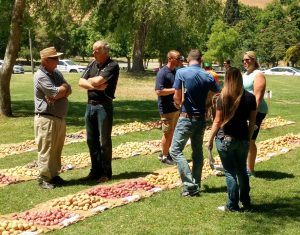 New Potato Varieties