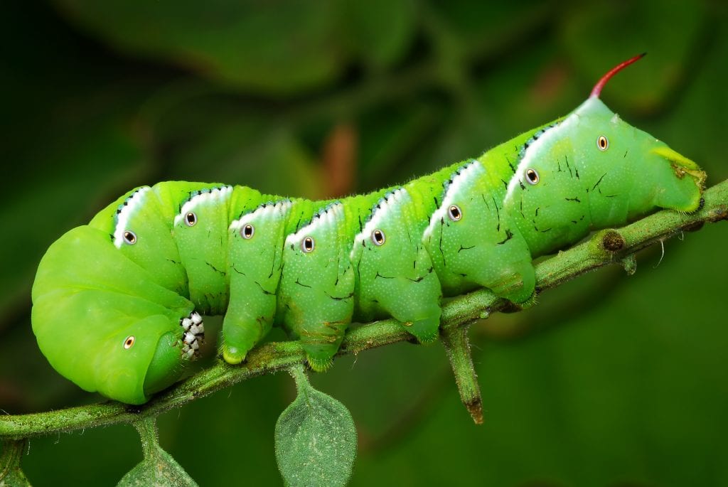 hornworms