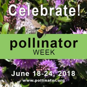 National Pollinator Week