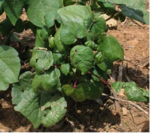 invasive disease