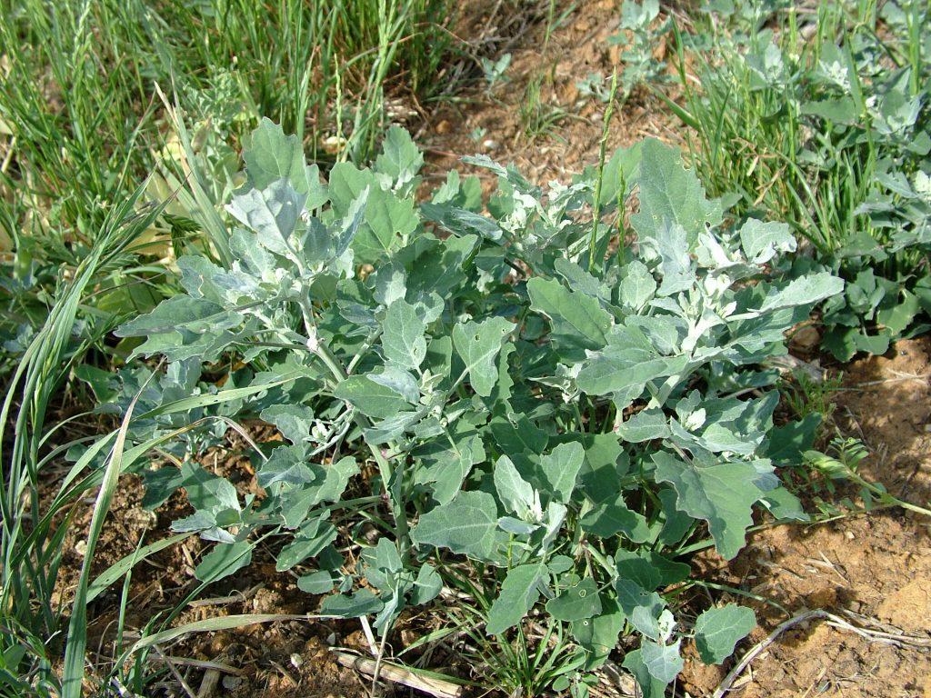 common weed