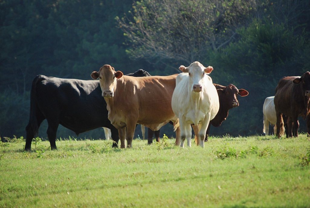 cattle cost study
