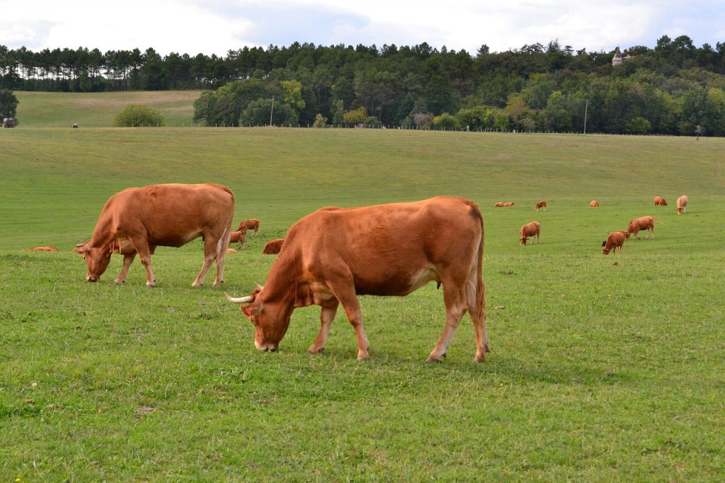 livestock