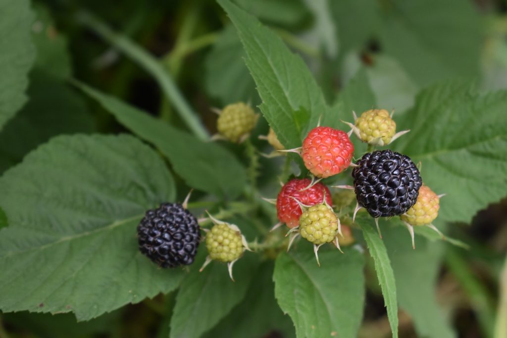 mixed berries