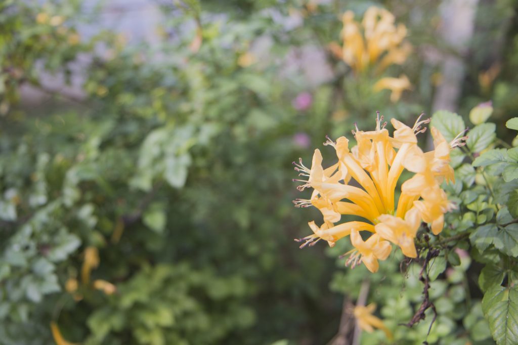 native vines