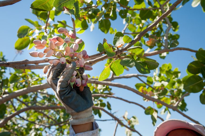 pistachios