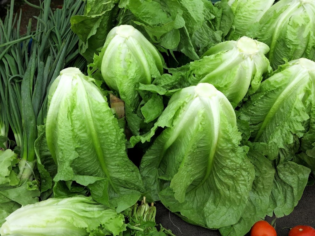 E. coli