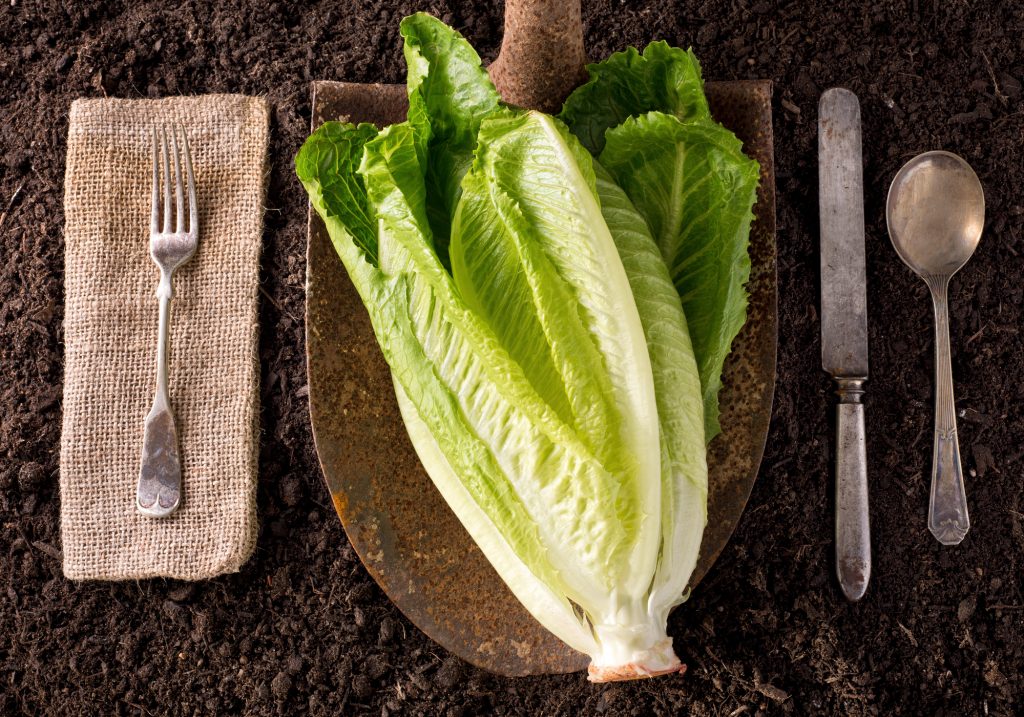 romaine lettuce