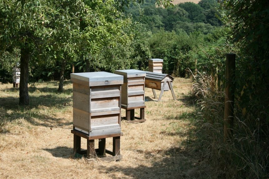 bee