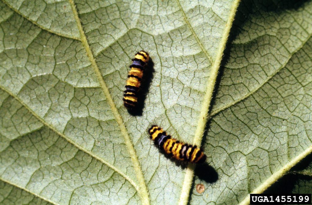 grapeleaf