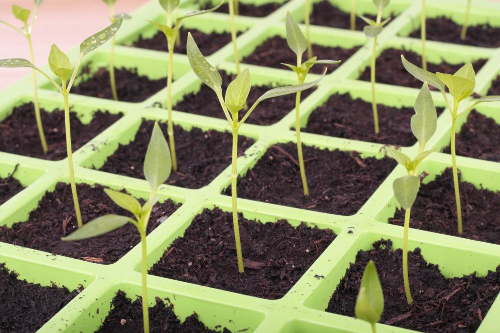organic seed