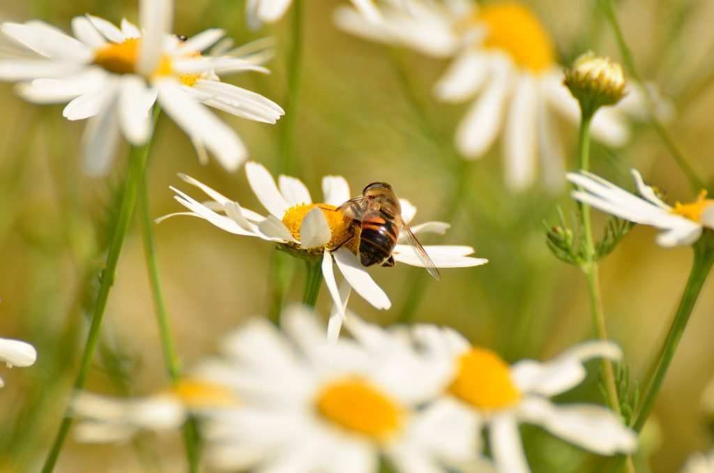 chamomile