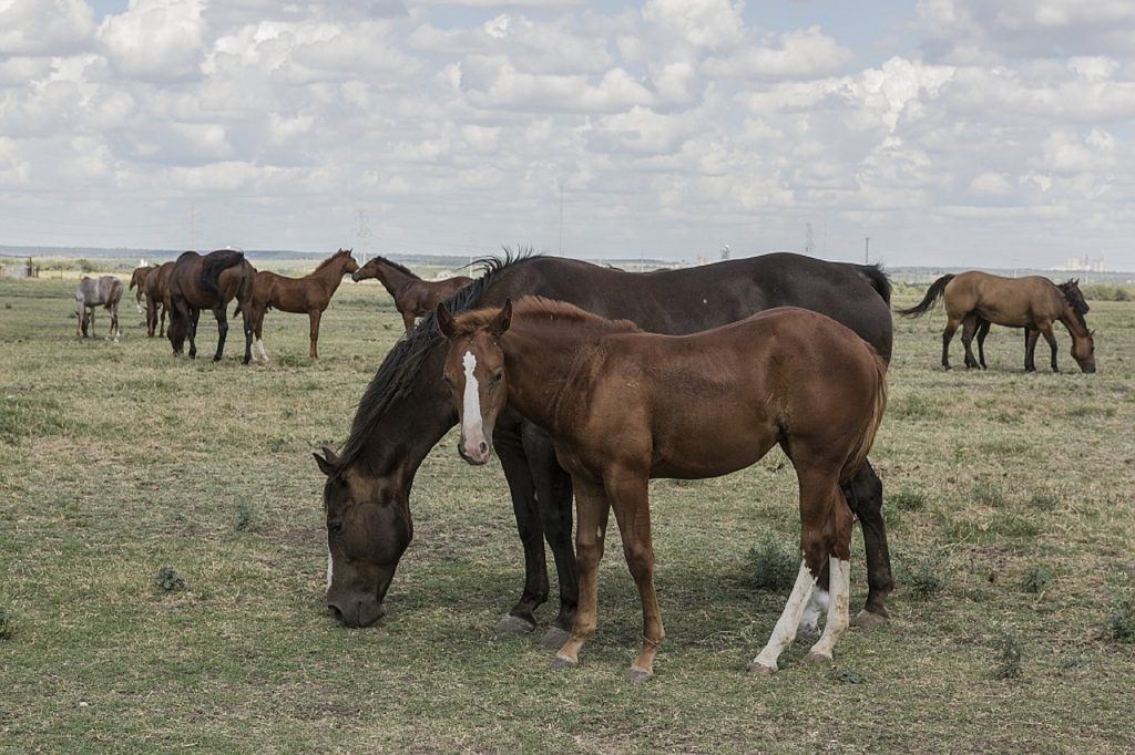 livestock