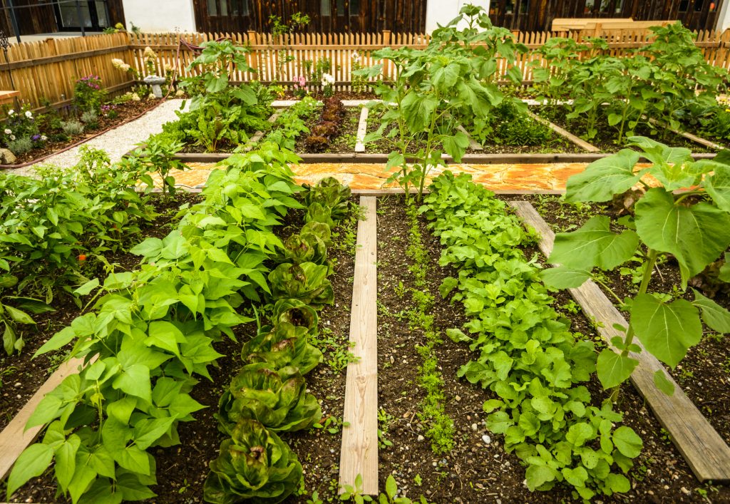 beginning gardener
