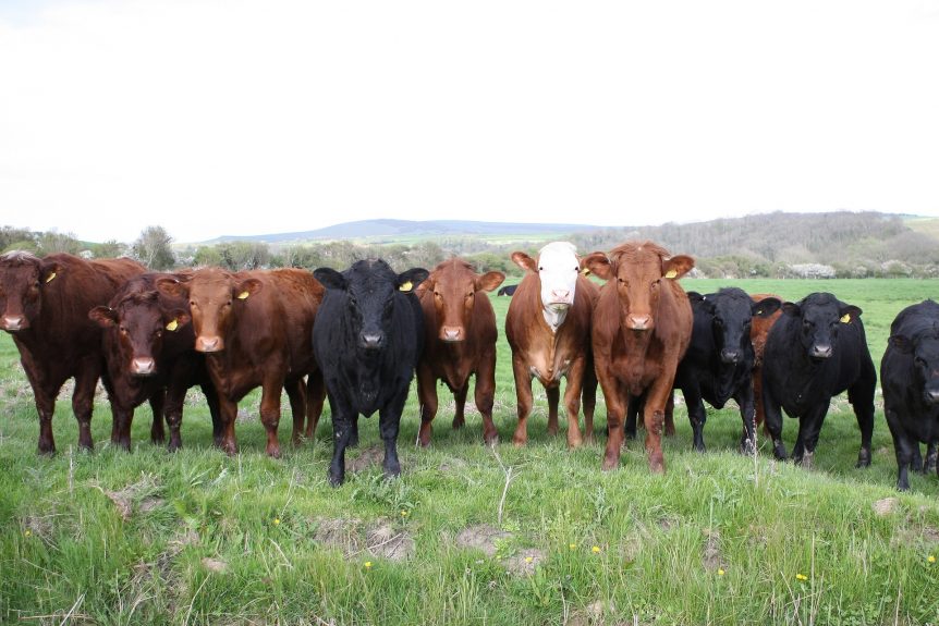 New California Cattle Council Set to Take Shape West