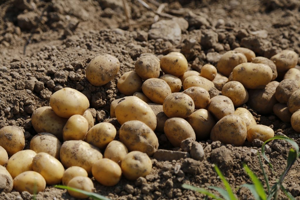 potatoes