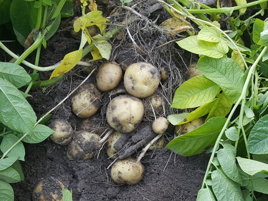 harvest